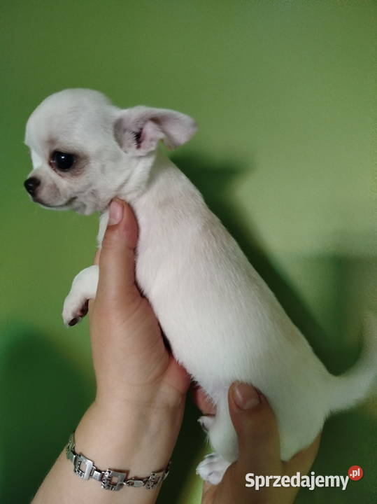 Chihuahua śliczny chłopiec Konin