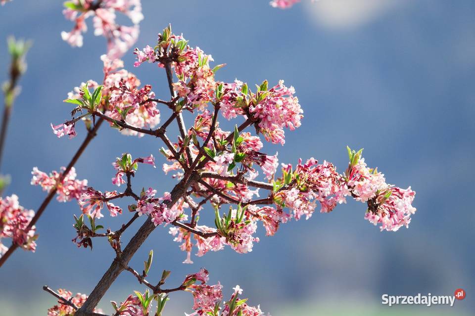 Kolkwicja chińska Pink Cloud Knurów