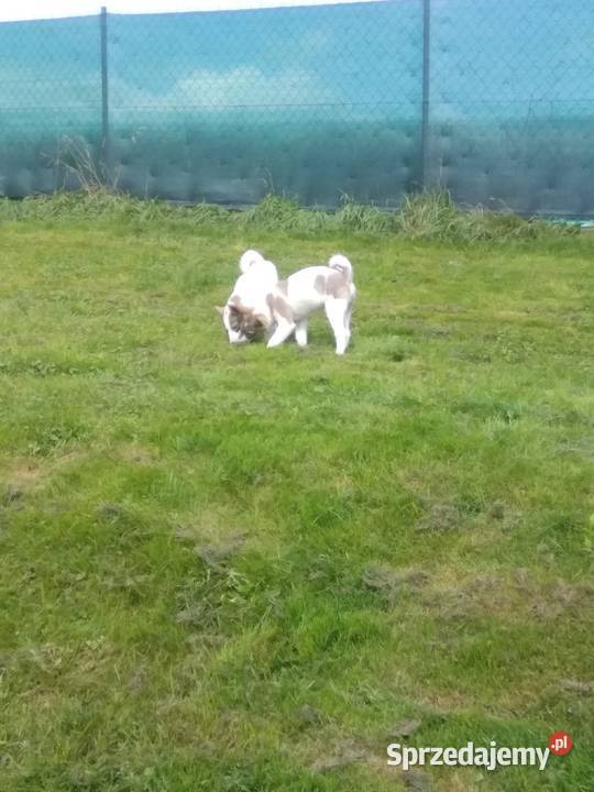 Łajka Zachodniosyberyjska Kłodzko sprzedam