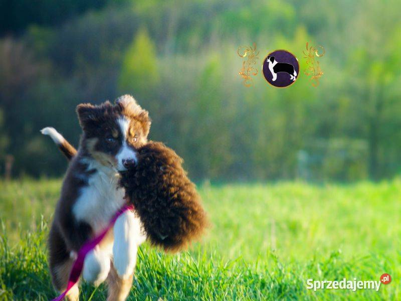 Border Collie Dziadek chociaż dziecko Jasienica Rosielna