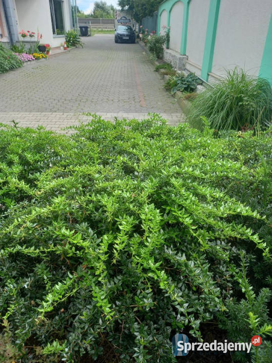 Ogłoszenie lokal Sękocin Stary 330 metrów