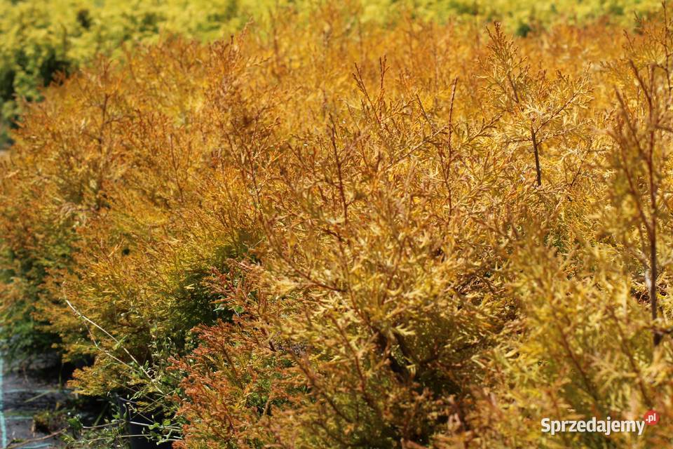 Żywotnik zachodni Rheingold thuja tuja Rheingold Imbramowice sprzedam