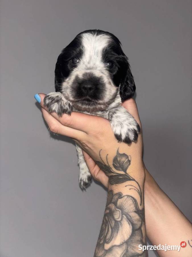 Cocker Spaniel Angielski piękne umaszczenia Gdów