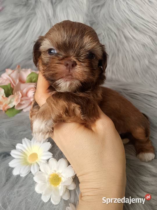 Piękna suczka rasy ShihTzu czekoladowa Namysłów sprzedam