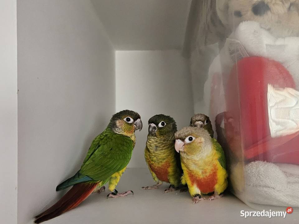 Papuga rudosterka pupil rudosterki oswojone Ptaki Chodzież sprzedam