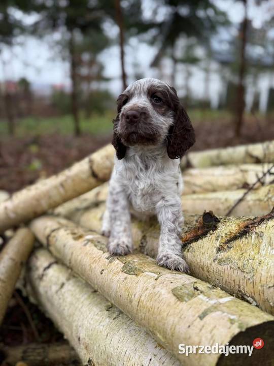 Jedyna taka Wyjątkowa sunia Cocker Spaniel Kraków sprzedam