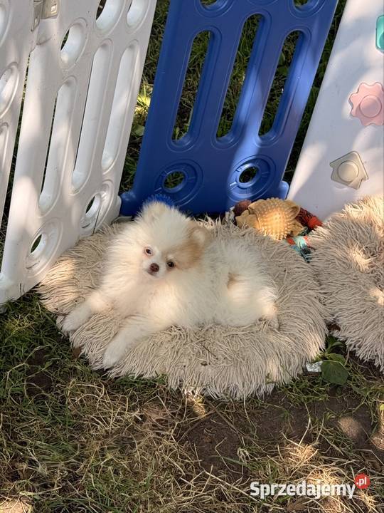 Szpic miniaturowypomeranian Zrębice