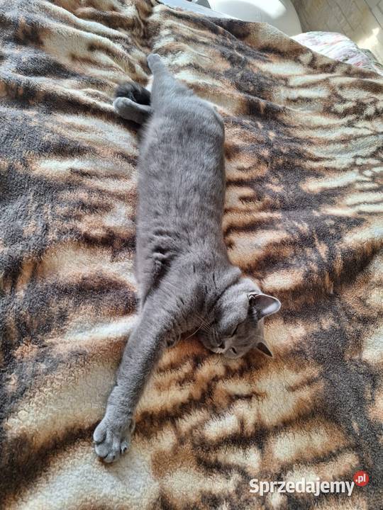 Kotki brytyjskie Chróścin