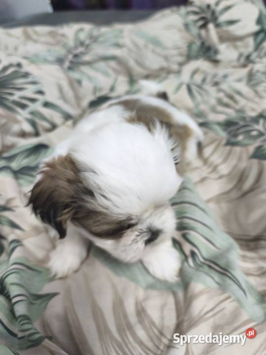 Shih tzu szukają domów warmińsko-mazurskie Mrągowo sprzedam