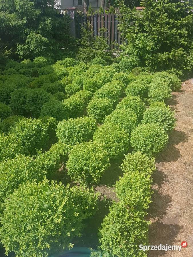 BukszpanBukszpany kule Warszawa sprzedam