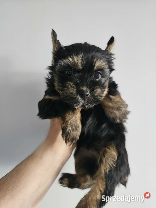 Suczka Yorkshire Terrier Black Tan Częstochowa