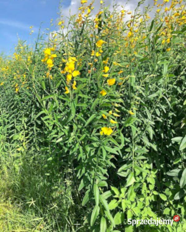 KROTOLARIA RÓZGOWATA Crotalaria juncea NASIONA Lubanie