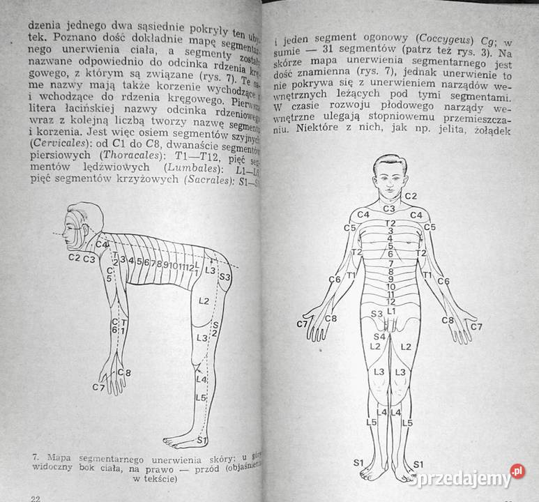 Ból Teofan Maria Domżał Chełm