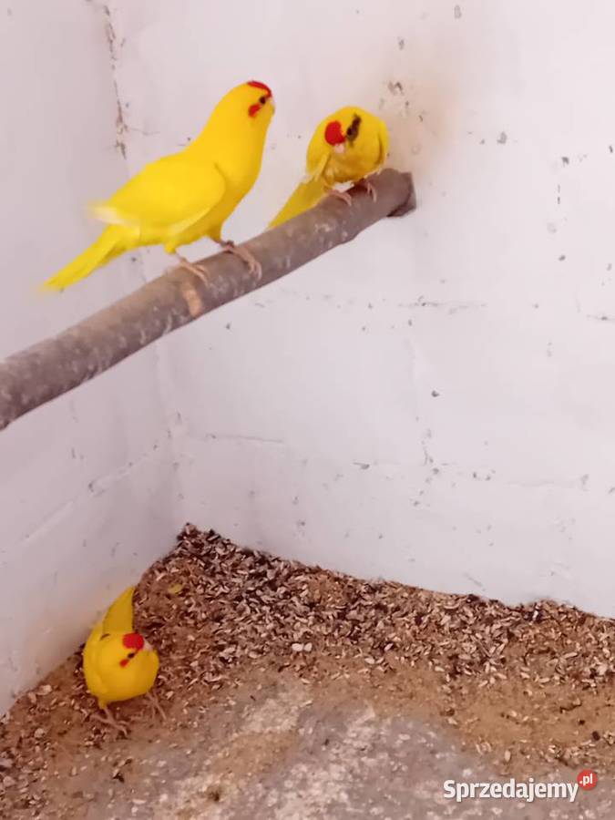 Modrolotki kozy łódzkie