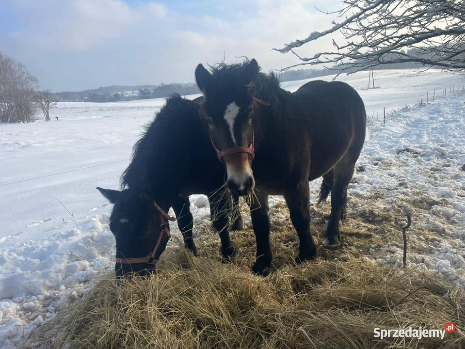 Ogiery na sprzedaż Mrągowo