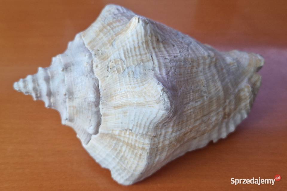 Duża muszla morska mazowieckie