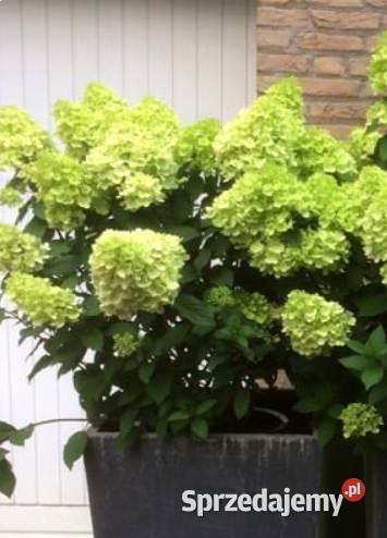 Hortensja bukietowa piękne kwiaty latem Knurów