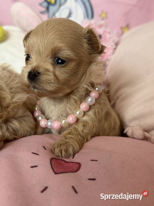 Maltipoo szczenięta Polanka Wielka