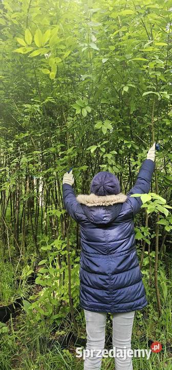 Czeremcha zwyczajna obw 810 Prunus padus w
