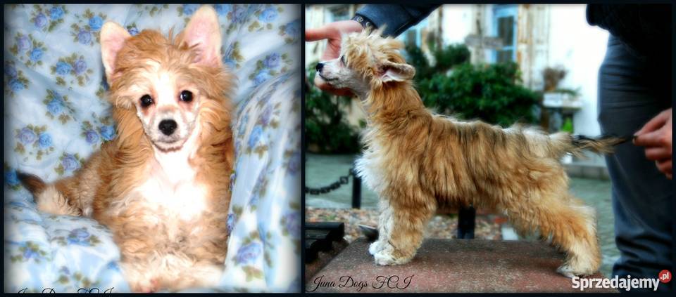 Chiński Grzywacz morelowa suczka Powderpuff