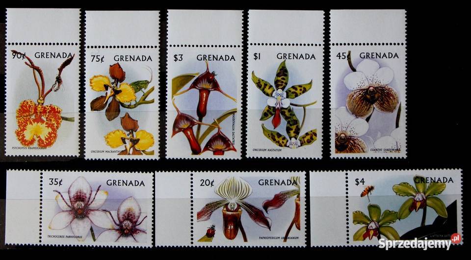 Grenada storczyki wielkopolskie Oborniki sprzedam