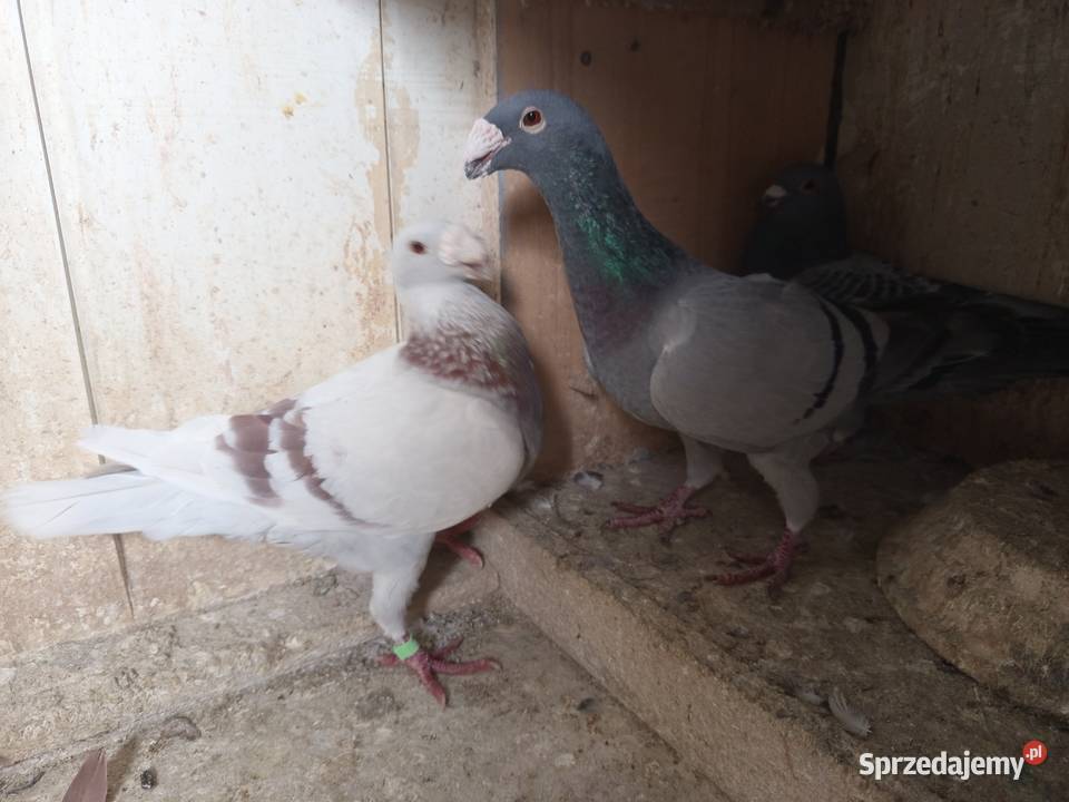 Niemieckie wystawowe garbonosy