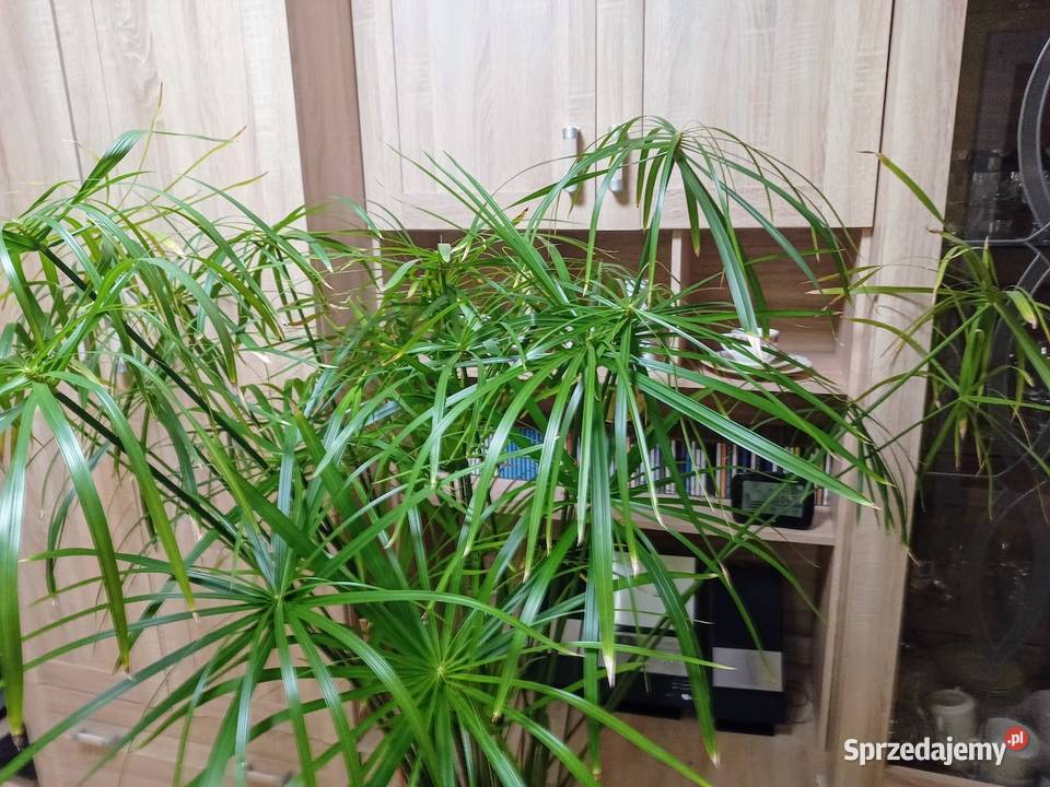 Kwiat doniczkowy Papirus dolnośląskie Dzierżoniów