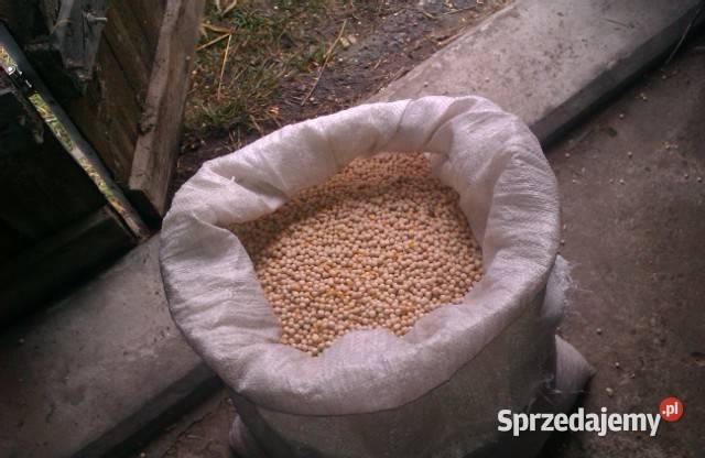 Groch jadalny Astronaute 2025r super roślina mazowieckie Daniszewo