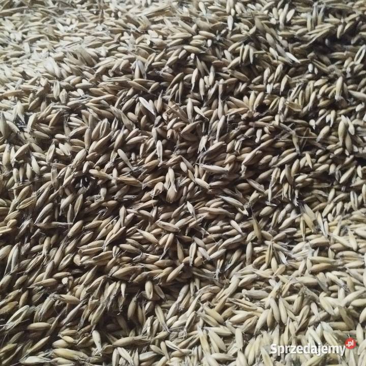 Sprzedam owies jary Zboża Turczyn sprzedam