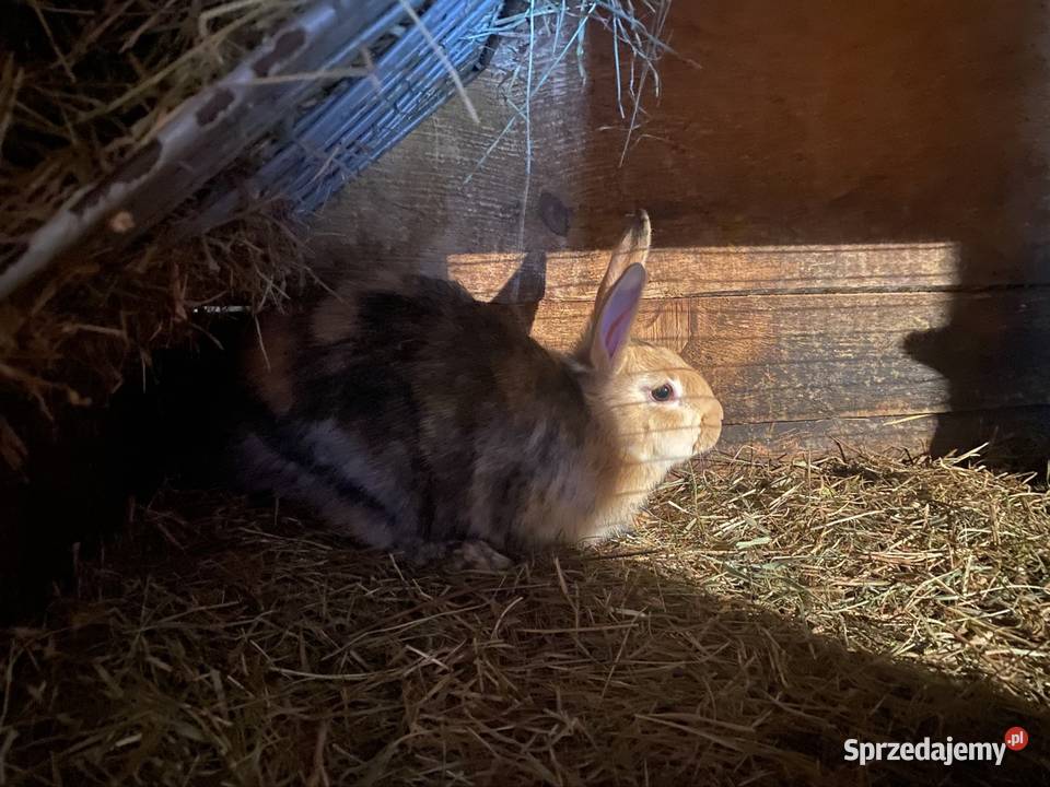 Sprzedam króliki Króliki