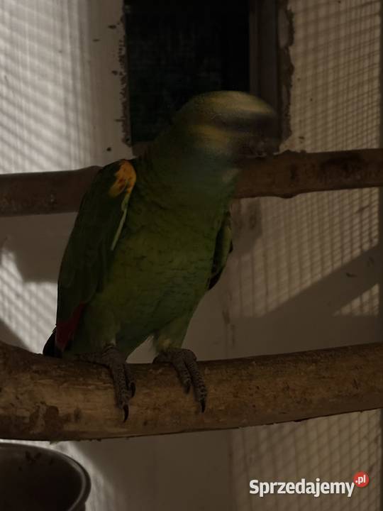 Amazonka niebieskoczelna samiec 4 lata