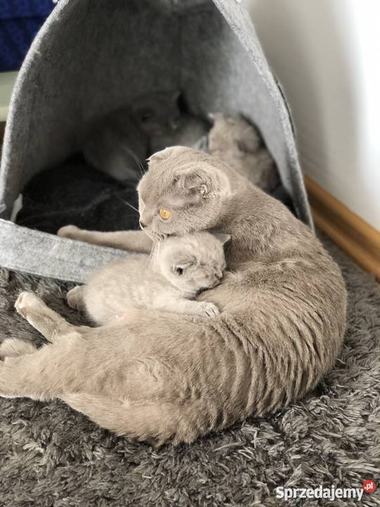 Piękne koty Brytyjski Warszawa sprzedam