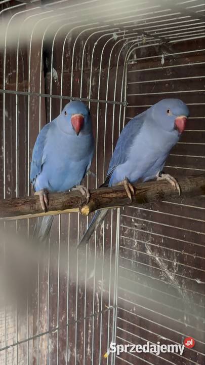 Alexandretty obrożne fiolet para Strzegom