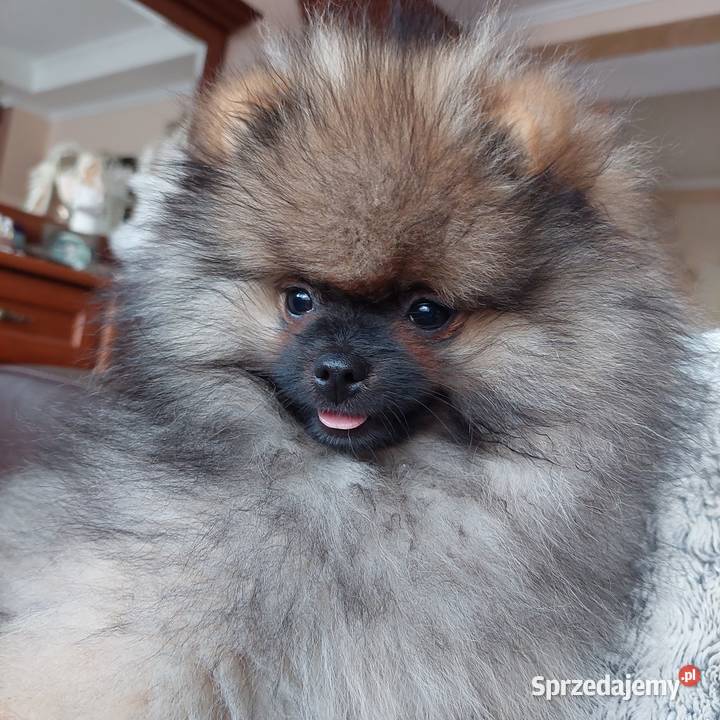 Pomeranian FCI szpic miniaturowy dolnośląskie Legnica sprzedam