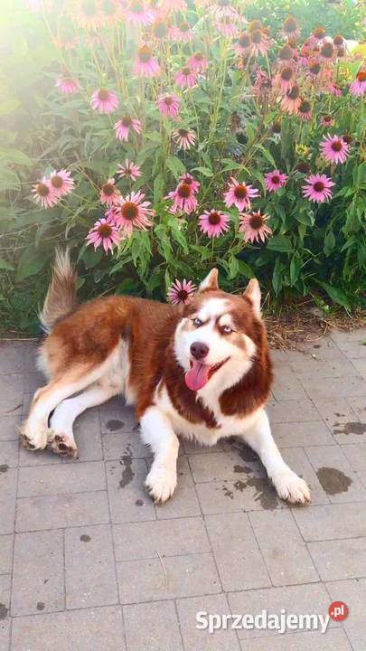 Miot razy syberian husky Listopad Grudziądz