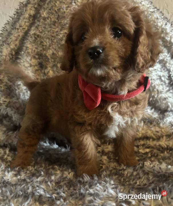 Malutkie Cavapoo szczeniaki piękne Bielany Wrocławskie