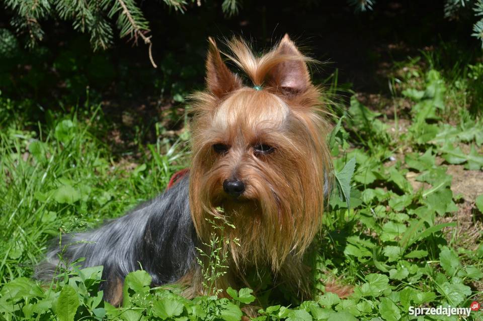 Prześliczny piesek rasy York z rodowodem FCI małopolskie