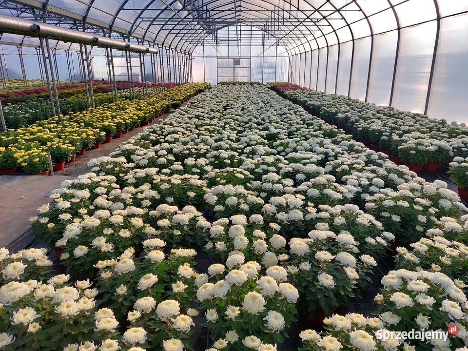 CHRYZANTEMY DROBNE I WIELKOKWIATOWE Sochaczew