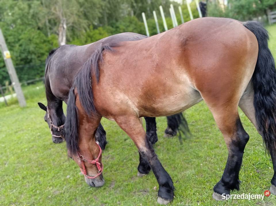 Sprzedam wałacha wielkopolskie Murowana Goślina