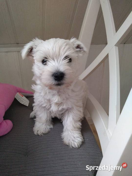 Szczeniaki West Highland White Terrier Zwierzęta Rawa Mazowiecka