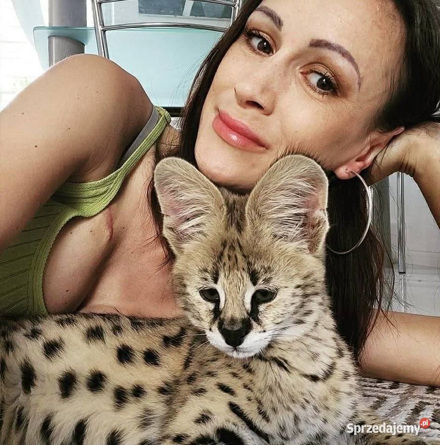 Savannah Pozostałe Lublin sprzedam