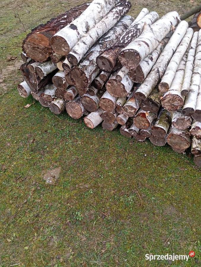 Sprzedam drzewo olchabrzoza Żyznów