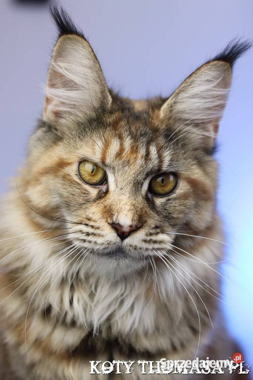 Przepiękna Szylkretka Maine Coon Och Valentyna Poznań