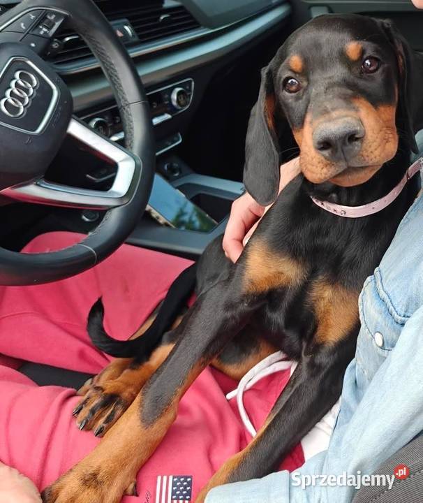 Szczenięta dobermana Championie z doskonałym Lublin sprzedam