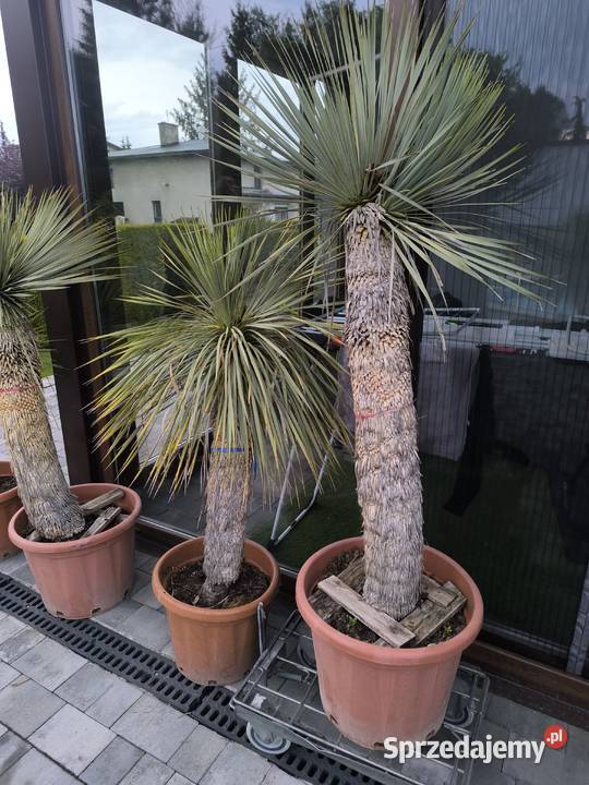 palma yucca rostrata Pszczyna