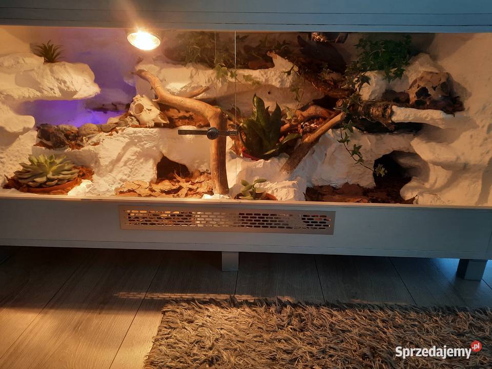 Terrarium 120x60x60 z wyposażeniem pyton regius sprzedam