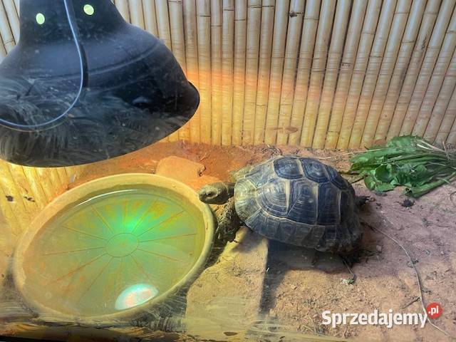 SPRZEDAM ŻÓŁWIA LĄDOWEGO Grodzisk Mazowiecki