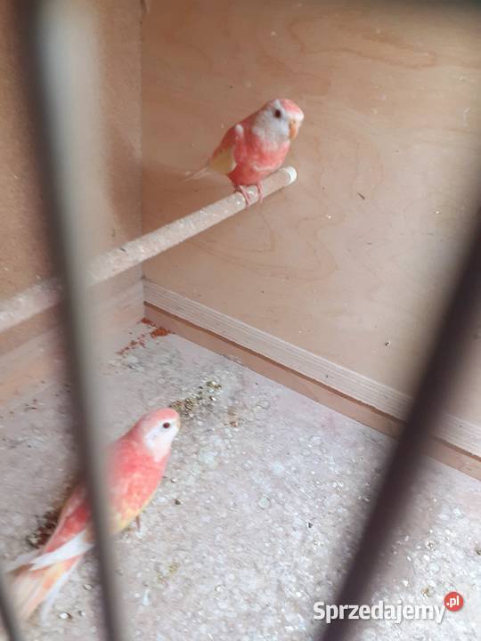 Sprzedam lilianki Kalisz sprzedam