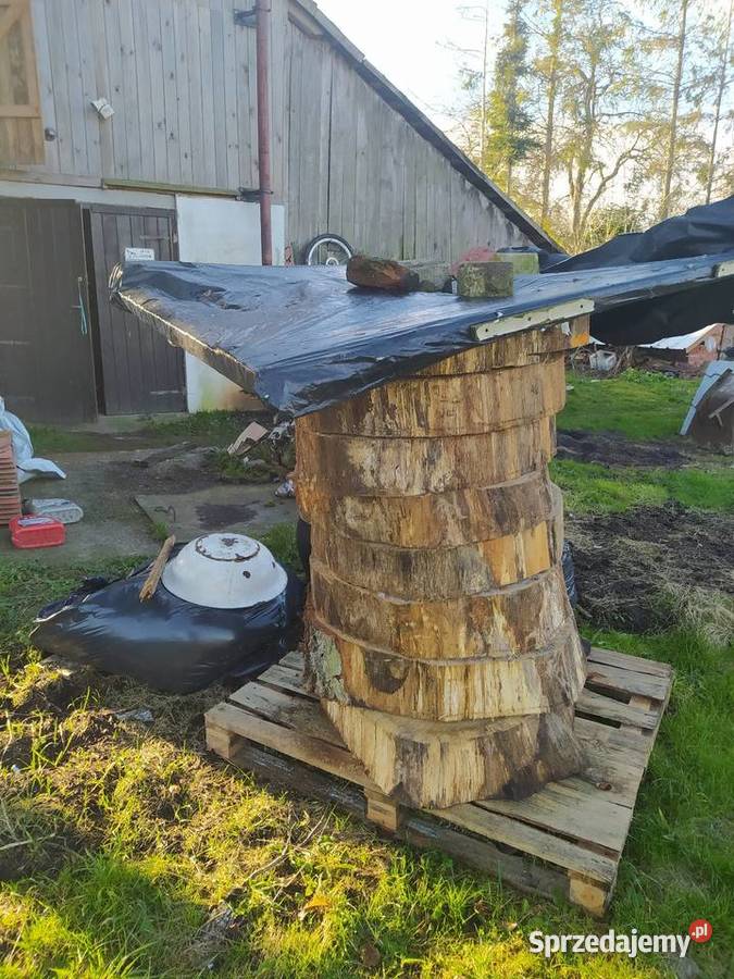 Monolity dębowe i plastry dębowe Słupsk