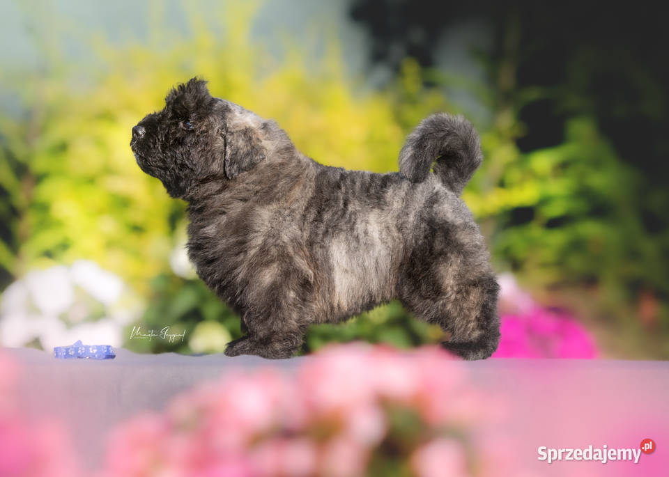 Bouvier des Flandres szczenięta Cuple sprzedam